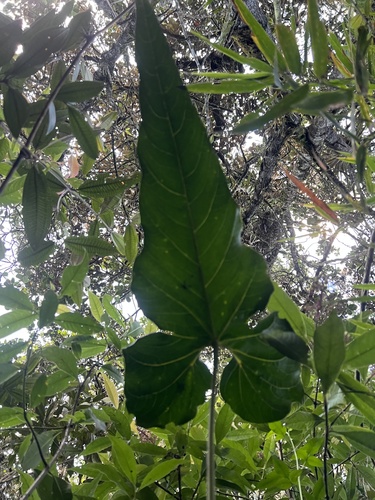 Anthurium oxybelium, photograph 3