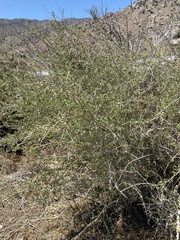 Aphalaroida pithecolobia