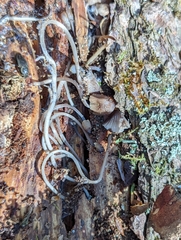 Mycena alcalina