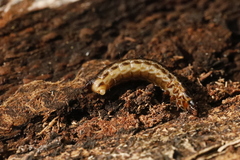 Stenagostus rhombeus