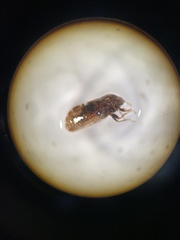 Aphalaroida pithecolobia