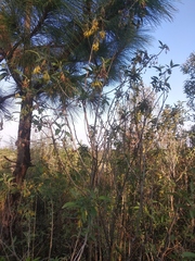 Cestrum nitidum