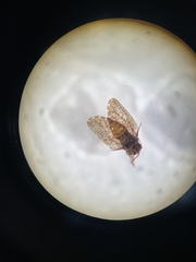 Aphalaroida pithecolobia