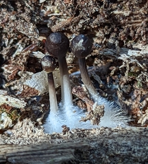 Mycena alcalina