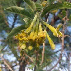 Cestrum nitidum