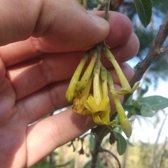 Cestrum nitidum