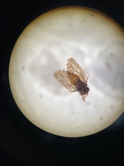 Aphalaroida pithecolobia