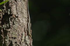 Psychosaura macrorhyncha