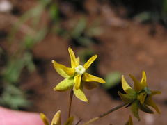 Asclepias aurea