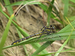 Phanogomphus quadricolor