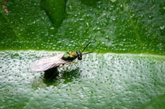 Orasema costaricensis