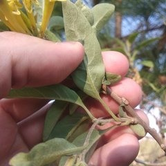 Cestrum nitidum