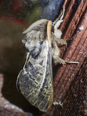 Oxycanus antipoda