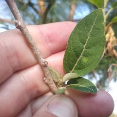 Cestrum nitidum