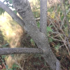 Cestrum nitidum