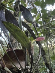 Pleurothallis talpinaria
