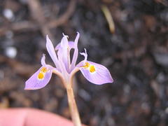 Moraea stricta