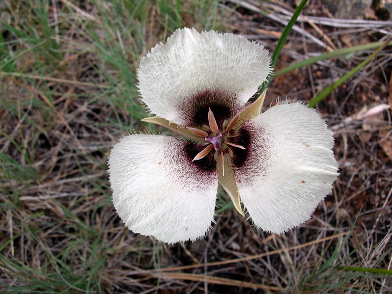 Calochortus umpquaensis