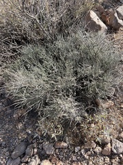 Carlowrightia arizonica