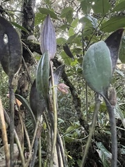 Pleurothallis talpinaria