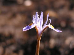 Moraea stricta
