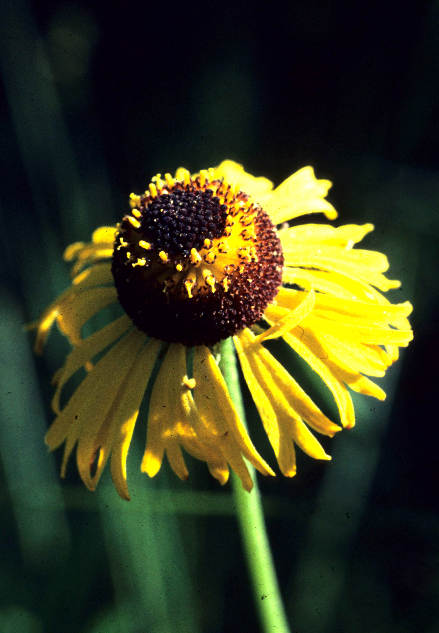 Helenium brevifolium
