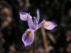 Moraea stricta