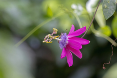 Passiflora kermesina