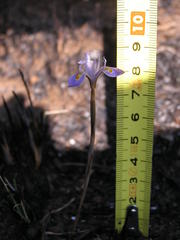 Moraea stricta