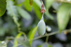 Passiflora kermesina