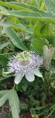 Passiflora tucumanensis