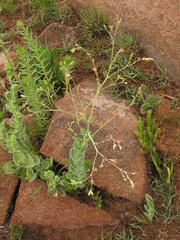 Lopholaena segmentata