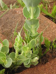 Lopholaena segmentata