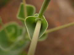 Lopholaena segmentata