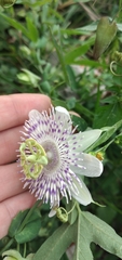 Passiflora tucumanensis