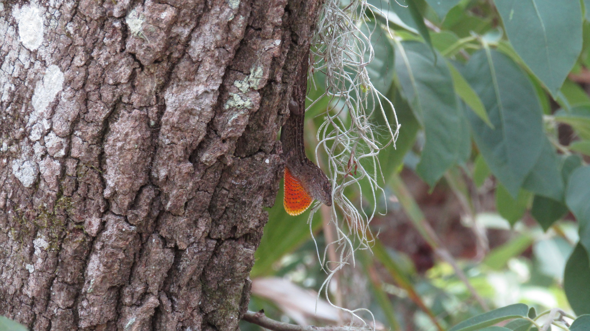 City Nature Challenge BioBlitz at BRAS Amite River Wildlife Sanctuary,  45141 Manny Guitreau Rd, Prairieville, 29 April 2024