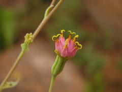 Lopholaena segmentata