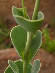 Lopholaena segmentata