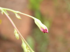 Lopholaena segmentata