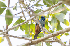 Tangara velia cyanomelas
