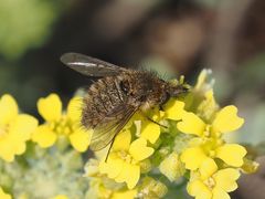 Conophorus virescens