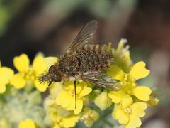 Conophorus virescens