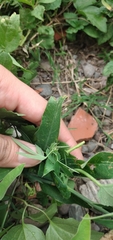Passiflora tucumanensis