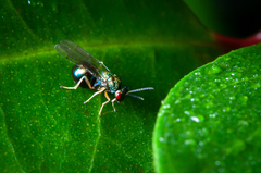 Orasema costaricensis