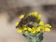 Conophorus virescens