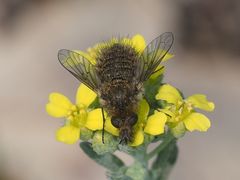 Conophorus virescens