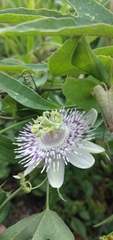 Passiflora tucumanensis