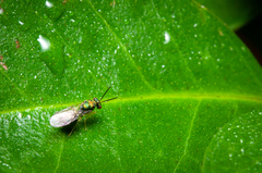 Orasema costaricensis