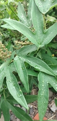 Passiflora tucumanensis