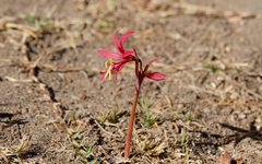 Zephyranthes advena
